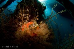 Wide angle photograph of a Seaweed Bleeny. Shot with a 4" Zen Dome port, Tokina 10-17mm fisheye and snooted strobes. Lake Worth Lagoon, Riviera Beach, FL.