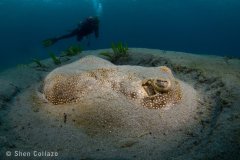 Yellow Stingray. Shot with a 4" Zen Dome port, Tokina 10-17mm fisheye and snooted strobes. Lake Worth Lagoon, Riviera Beach, FL.