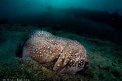 Stargazer. Shot with a 4" Zen Dome port, Tokina 10-17mm fisheye and snooted strobes. Lake Worth Lagoon, Riviera Beach, FL.
