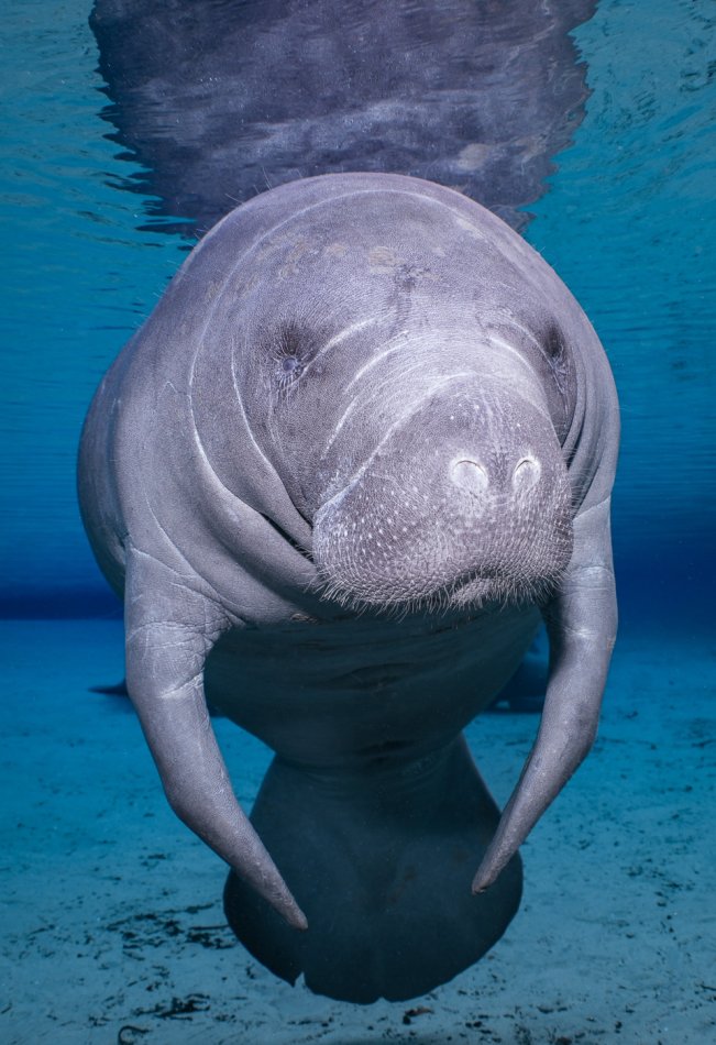Manatee 3