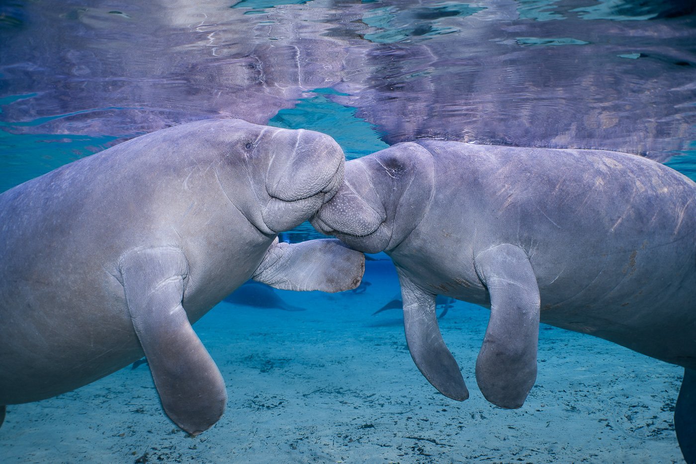 Manatee Secret