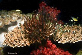 INDONESIAN REEF