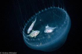 Jelly-Fish Bowl