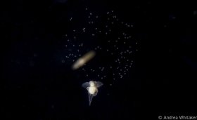 Sea angels from space.