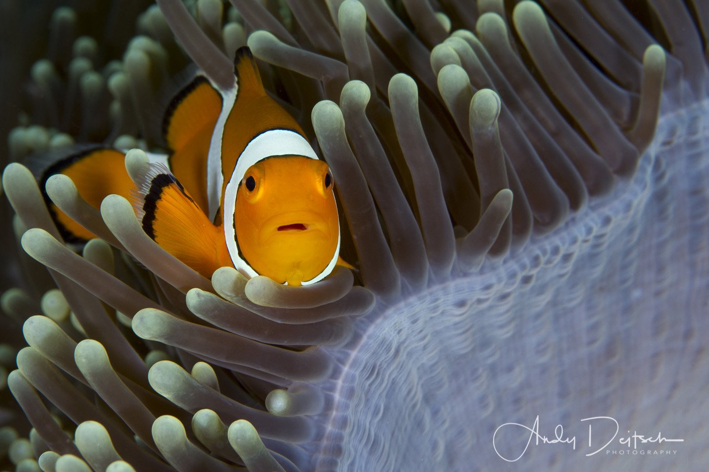 Clownfish in Anemone, Raja Ampat, Indonesia