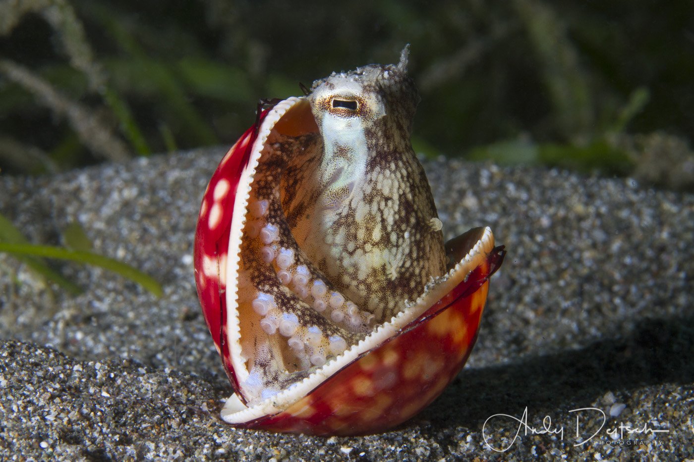 Coconut Octopus - Anilao, Philippines