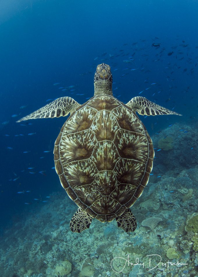 Green Sea Turtle, Palau