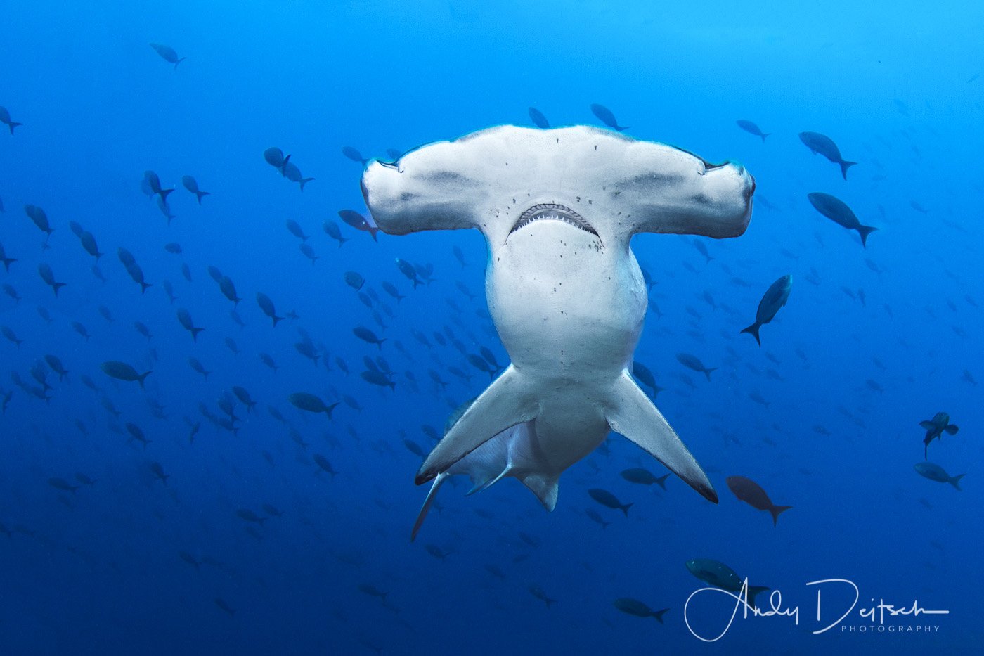 Scalloped Hammerhead, Galapagos Islands