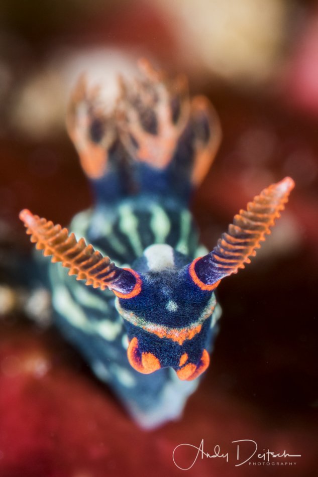 Nembrotha Kubaryana, Lembeh, Indonesia