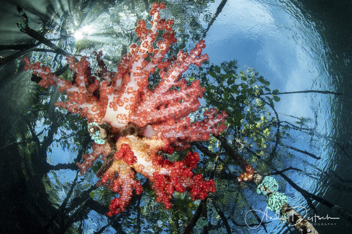 Beneath the Mangroves, Blue Mangroves, Indonesia