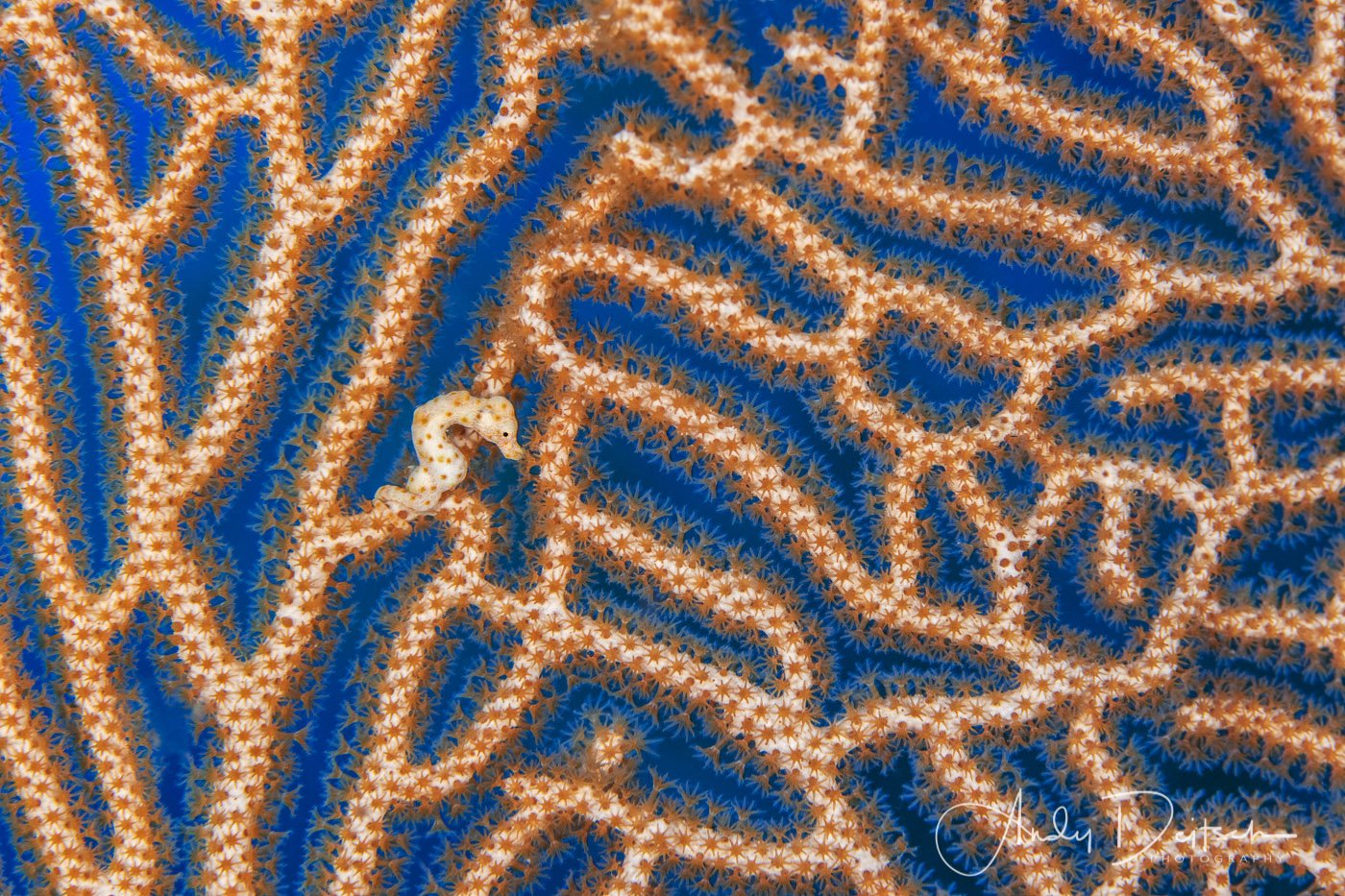 Denise Pygmy Seahorse, Raja Ampat, Indonesia