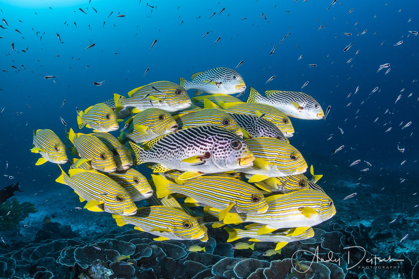 Schooling Sweetlips, Raja Ampat, Indonesia