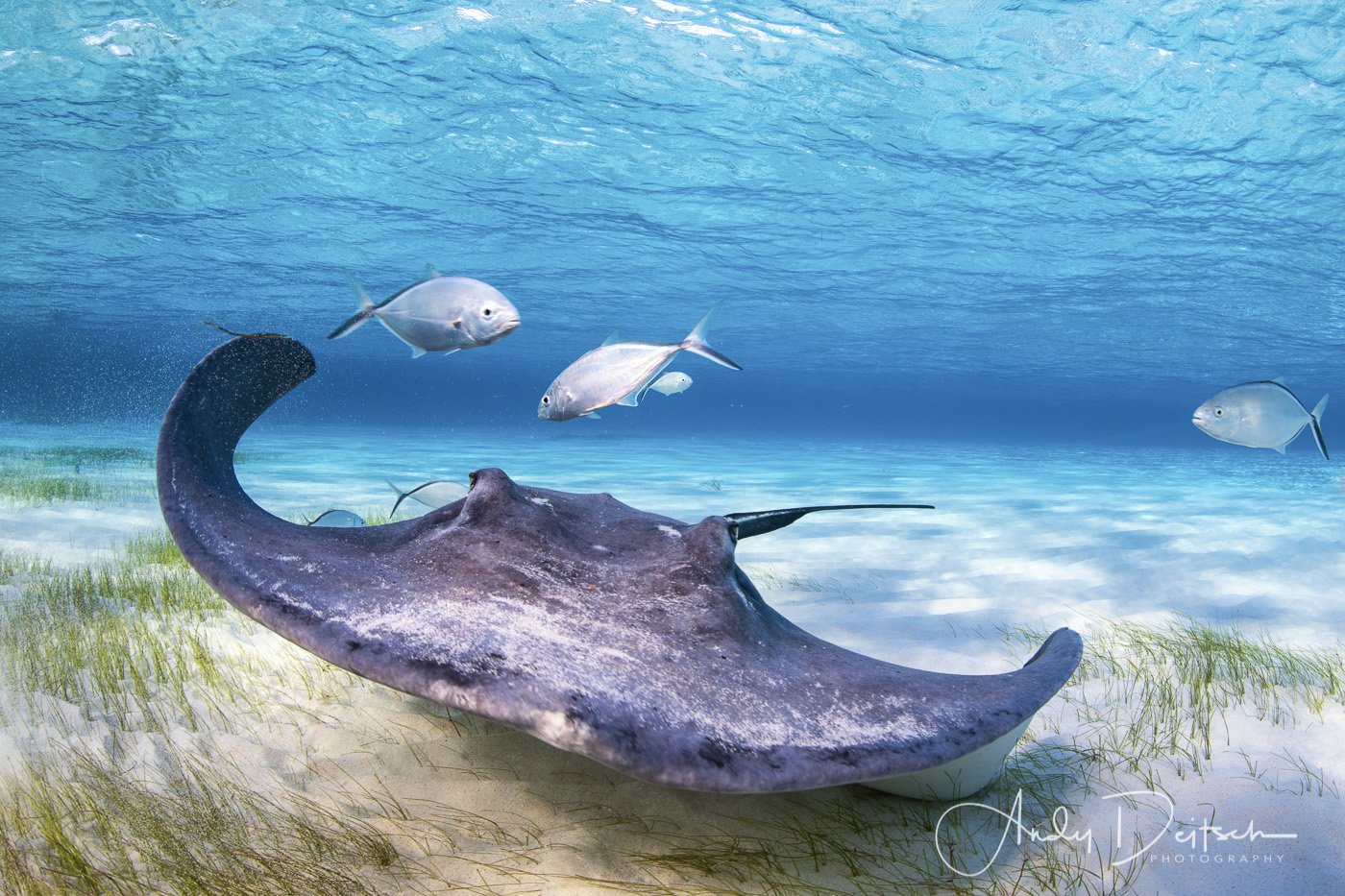 Southern Stingray, Grand Cayman