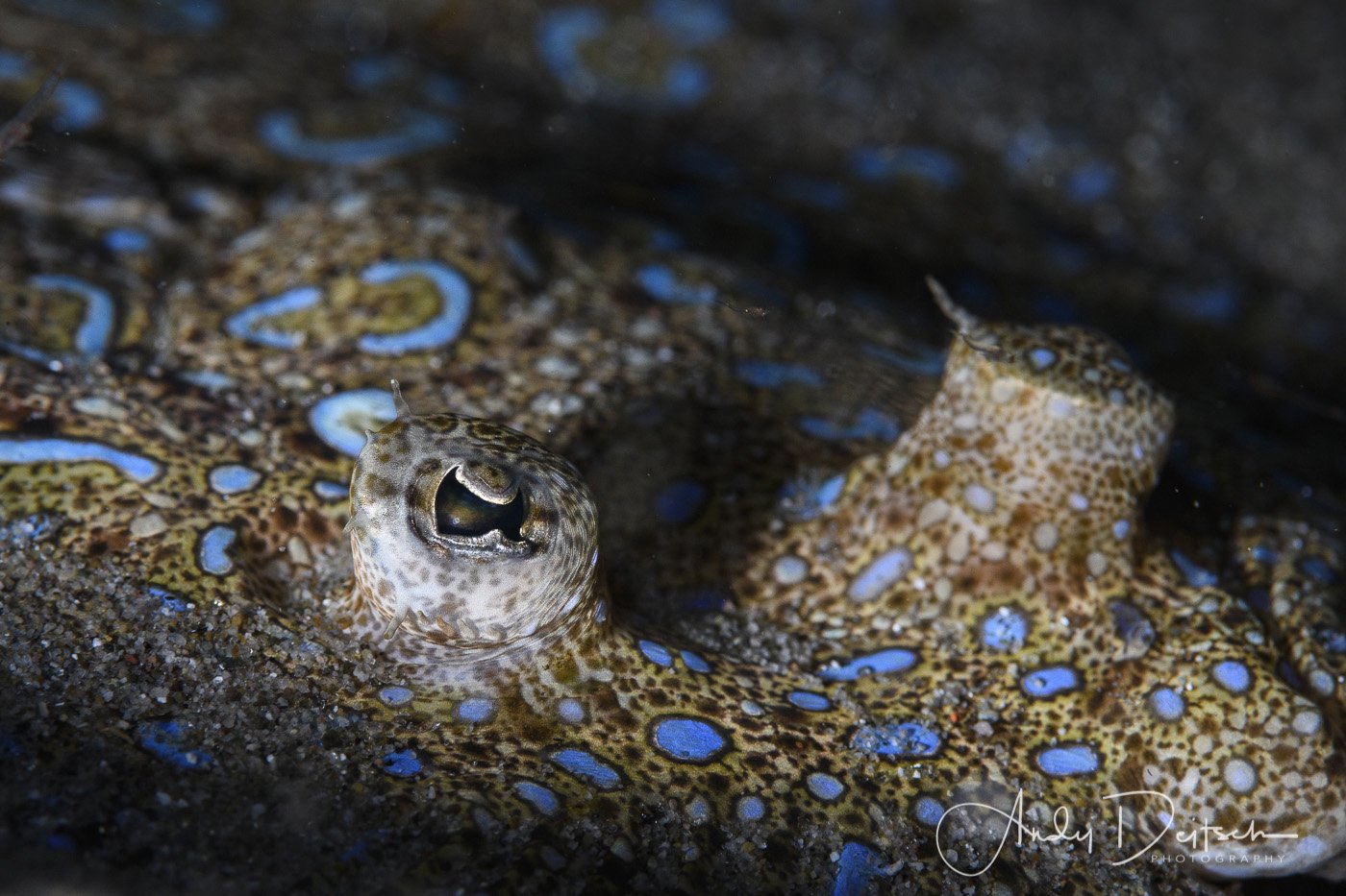Peacock Flounder, St. Lucia