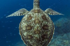 Green Sea Turtle, Palau