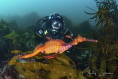 Weedy Seadragon, Tasmania, Australia