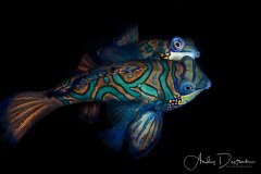Mating Mandarinfish, Lembeh, Indonesia