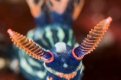 Nembrotha Kubaryana, Lembeh, Indonesia