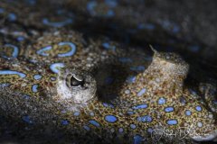 Peacock Flounder, St. Lucia