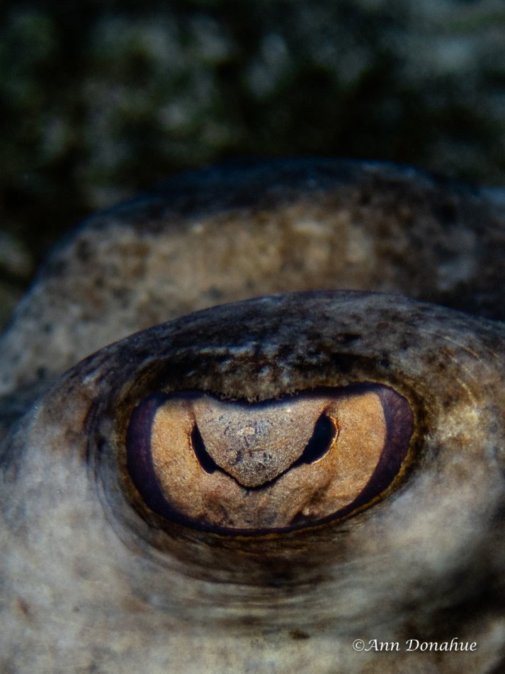 Stingray Eye -Little Cayman.  This stingray was very approachable while it was hiding in the sand.