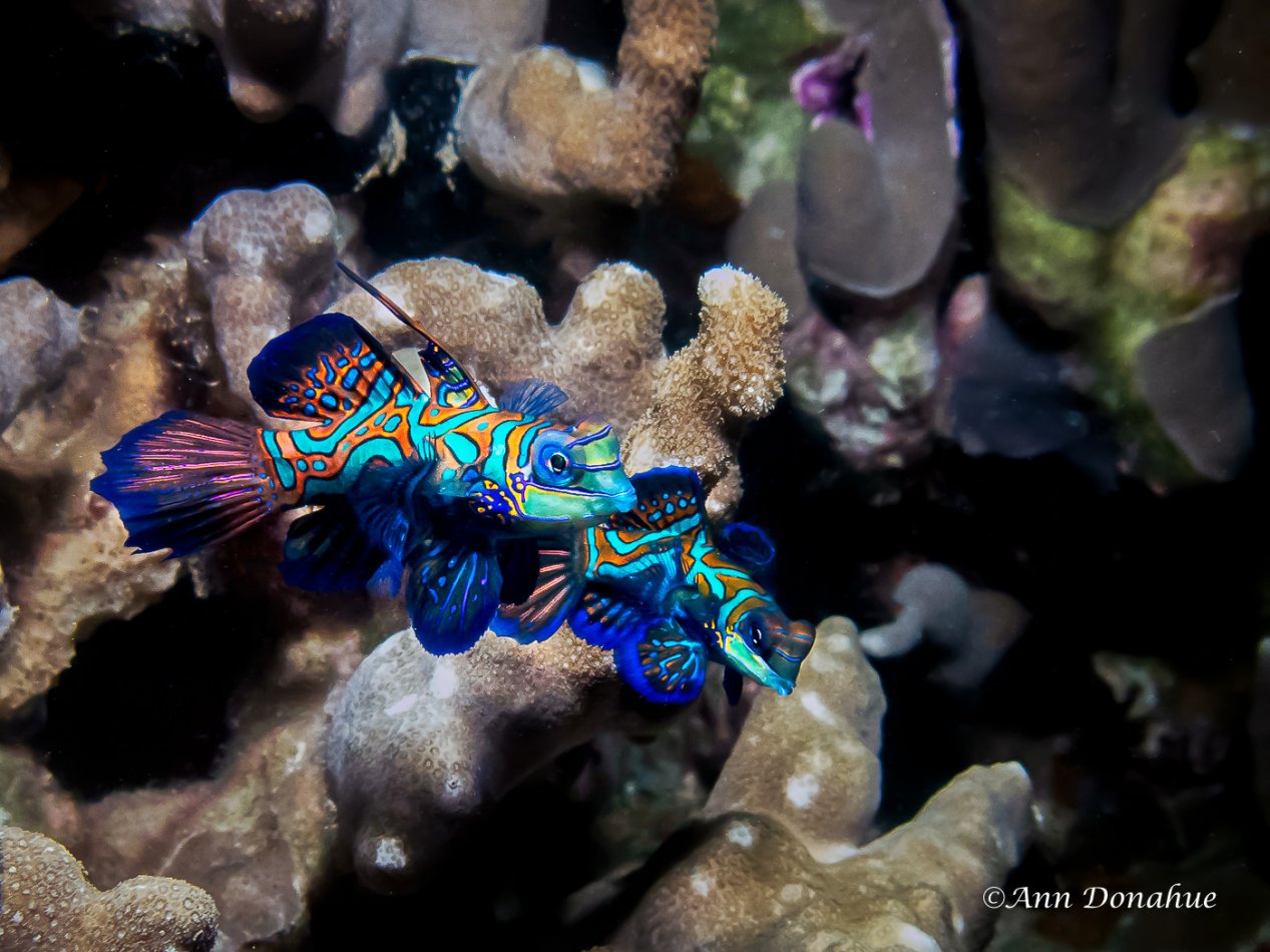 Mandarin Couple - Yap.  At Sunset, many mandarin fish come up to mate at Rainbow reef in Yap. Patience is required to capture them together. This was seconds before the actual mating.
