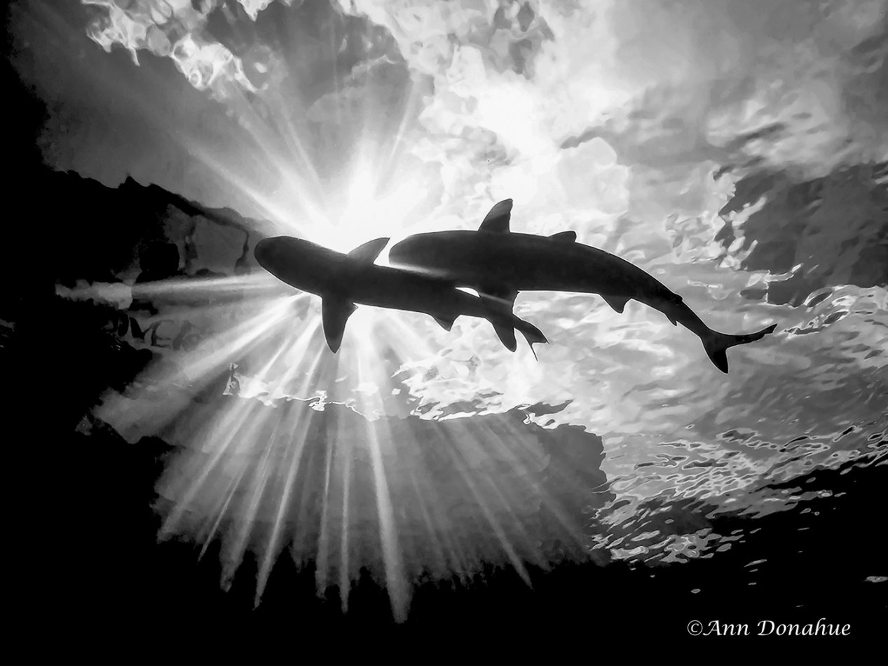 Sharks in clouds - Yap.  A moment in time on a shark dive at Vertigo. Conditions were perfect to capture the coulds through the surface so I hovered in midwater waiting for the sharks to come by.