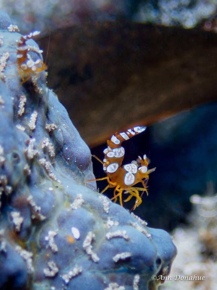 Anemone Sexy Shrimps - Solomon Islands. These ones were showing off for the camera!