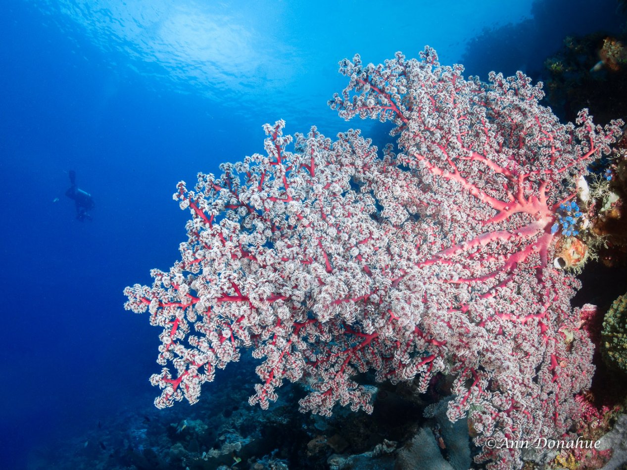 Pink Sea fan Coral Scene - Wakatobi.  One of the many gorgeous wall scenes in Waktobi.