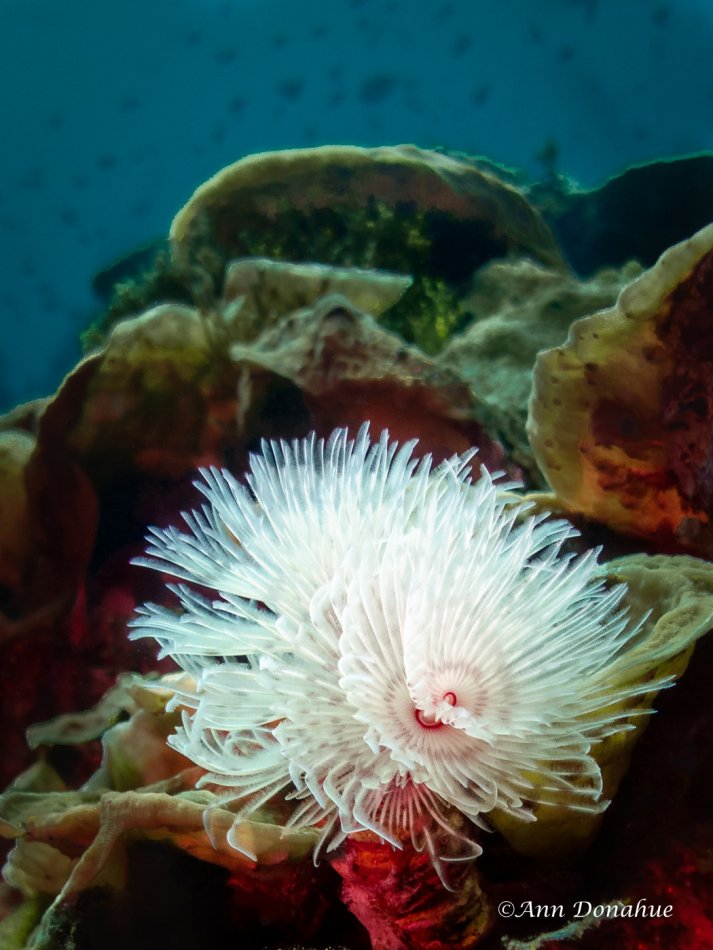 Tubeworm Coral Scene - Wakatobi.  Tubeworms remind me of flowers and this one stands out on this even background reef.