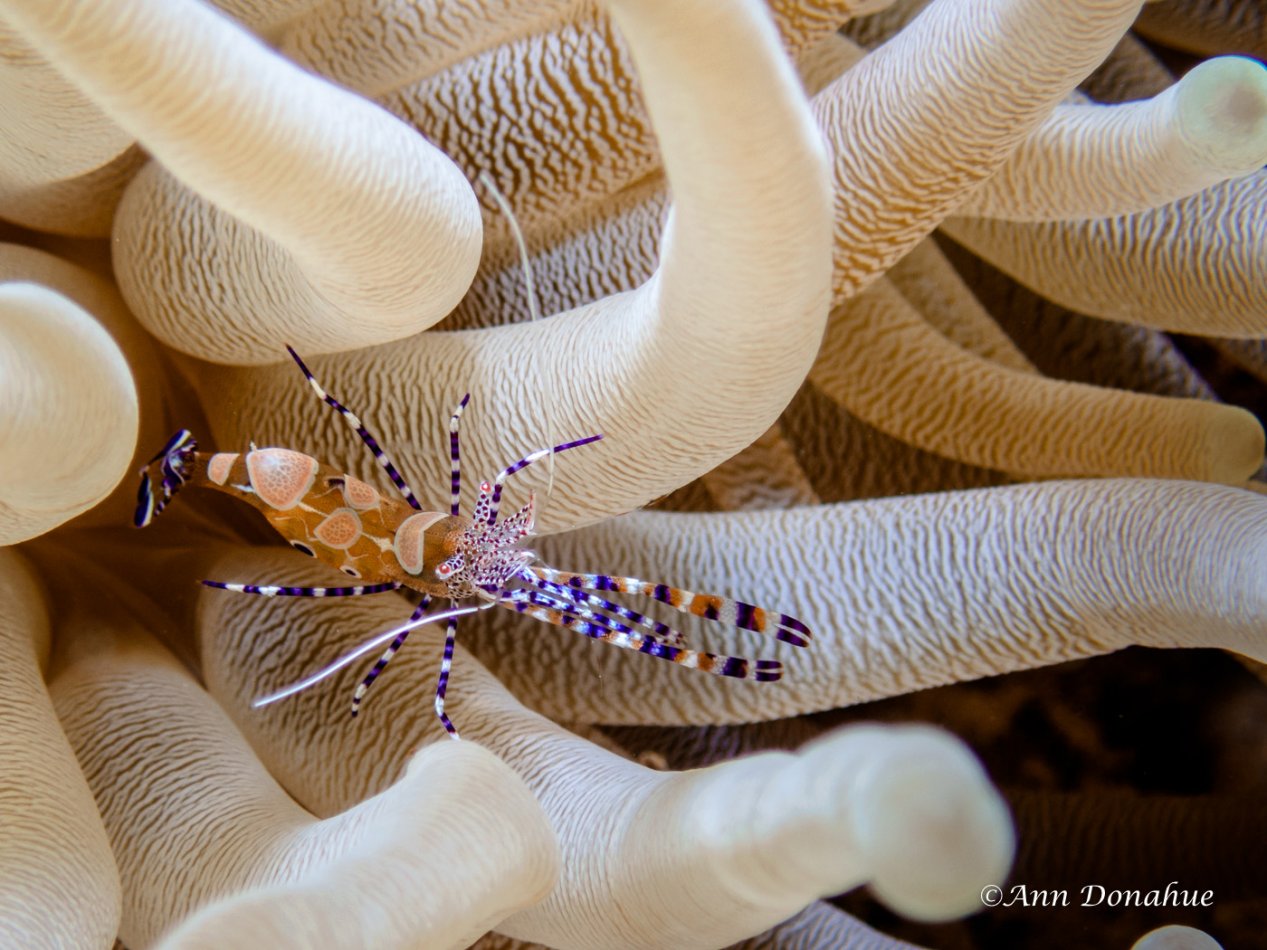 Anemone Shrimp - Bonaire.  The house reef at the Divi has many anemones full of these shrimps.