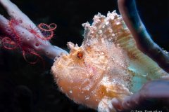 Scorpion Leaf fish - Wakatobi.  I found this guy right off the jetty bar on the house reef.