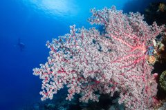 Pink Sea fan Coral Scene - Wakatobi.  One of the many gorgeous wall scenes in Waktobi.