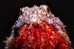 Bearded Scorpion fish - Wakatobi.  Getting low under the fish emphasized his glowing beard.
