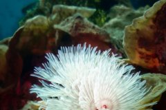Tubeworm Coral Scene - Wakatobi.  Tubeworms remind me of flowers and this one stands out on this even background reef.