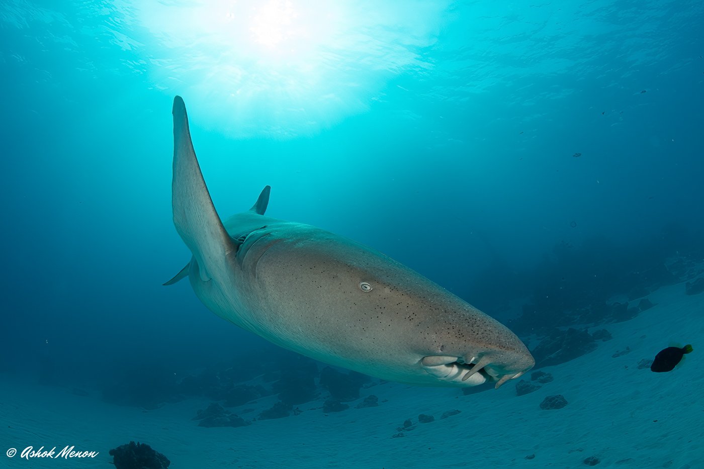 Nurse Shark, Maldives