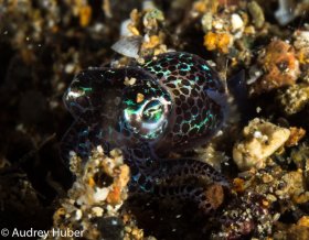 Bobtail squid - Anilao Philippines