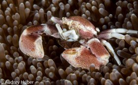 Porcelain crab with eggs - Anilao Philippines