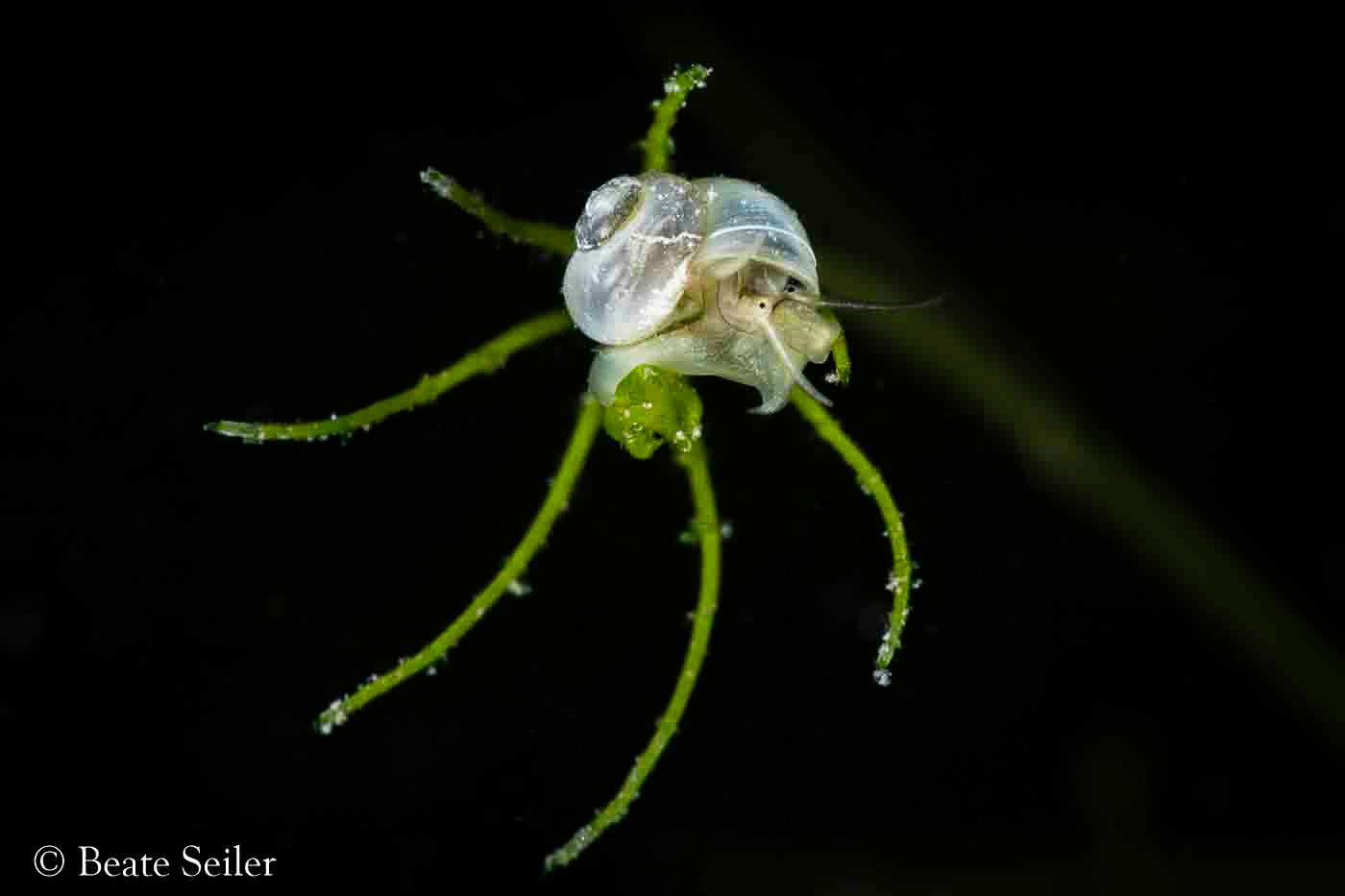 © Beate Seiler - All Rights Reserved