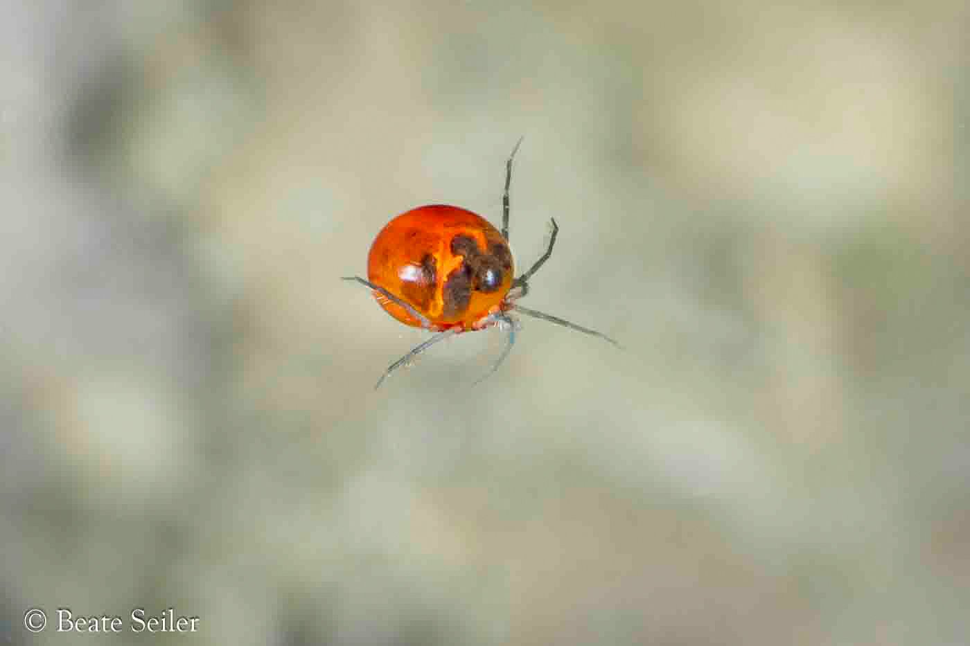 © Beate Seiler - All Rights Reserved
