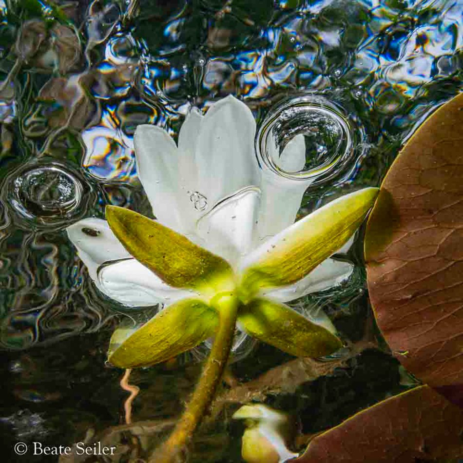 © Beate Seiler - All Rights Reserved