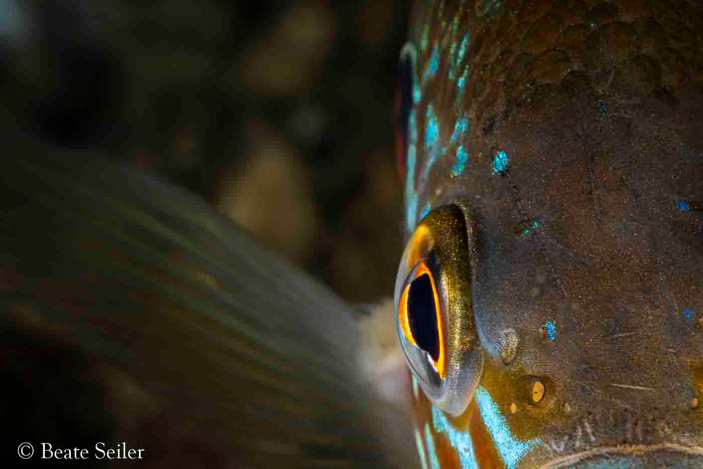 © Beate Seiler - All Rights Reserved