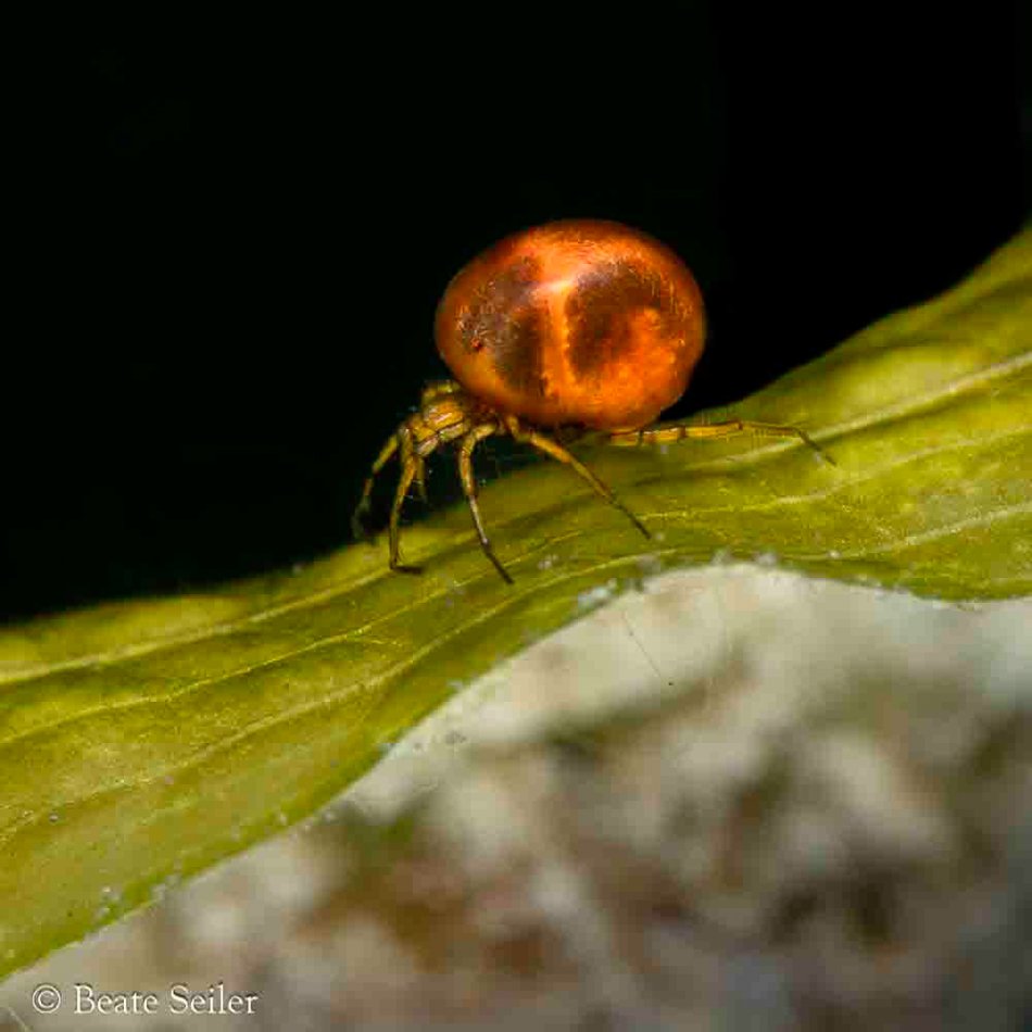 © Beate Seiler - All Rights Reserved