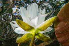 © Beate Seiler - All Rights Reserved