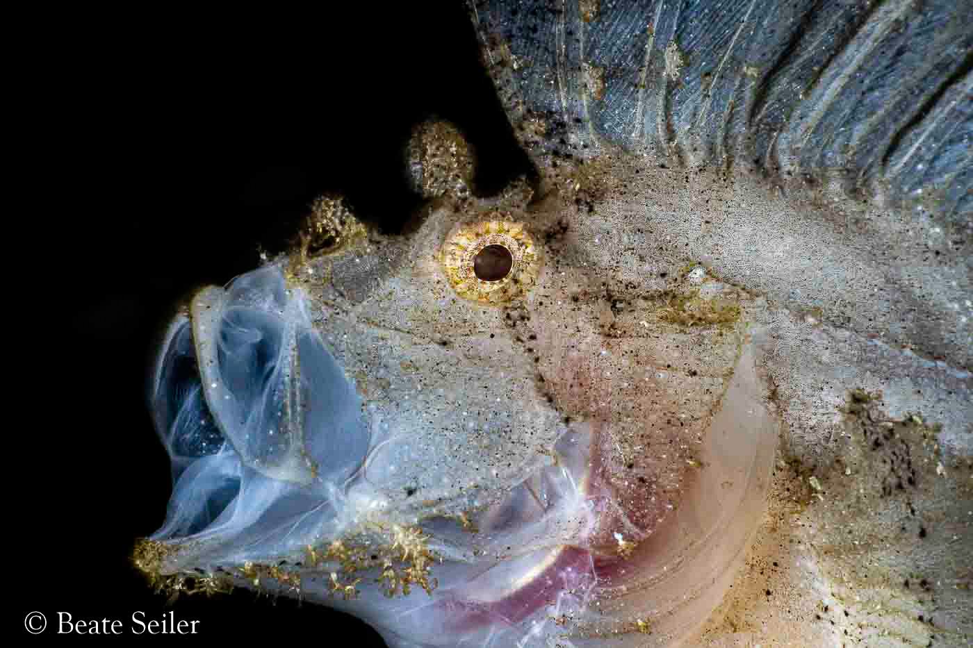 © Beate Seiler - All Rights Reserved