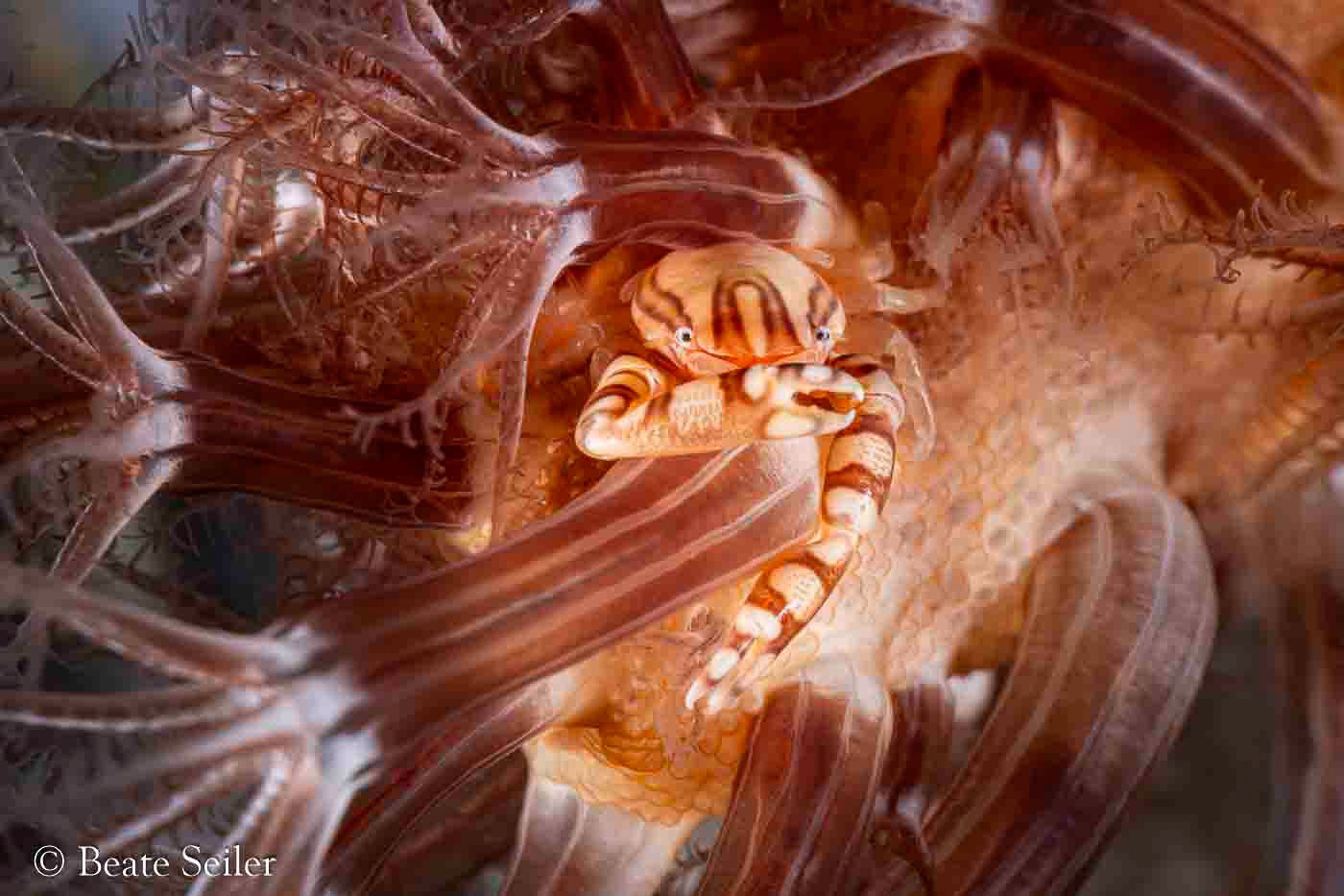 © Beate Seiler - All Rights Reserved