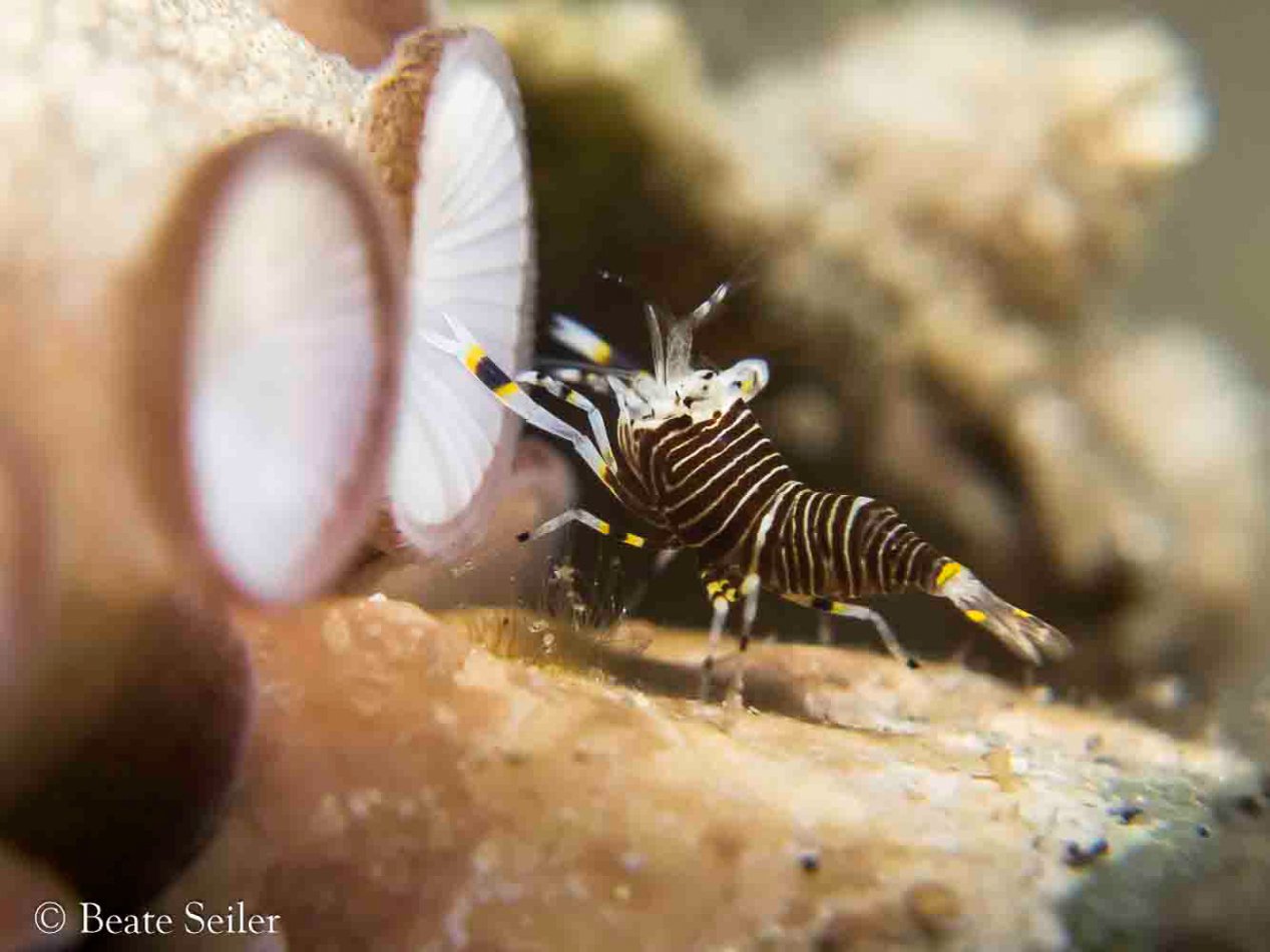 © Beate Seiler - All Rights Reserved