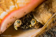 © Beate Seiler - All Rights Reserved
