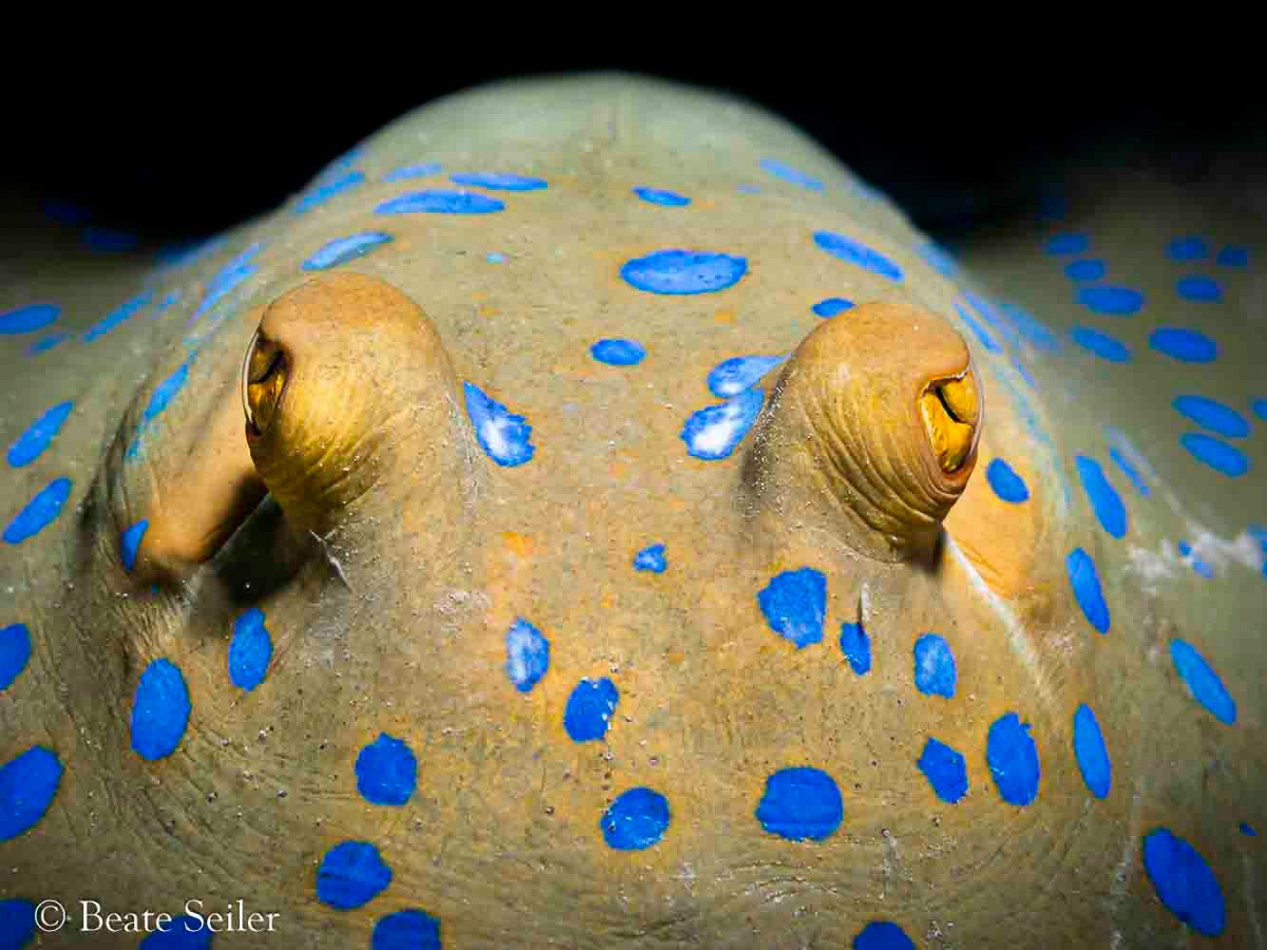 © Beate Seiler - All Rights Reserved