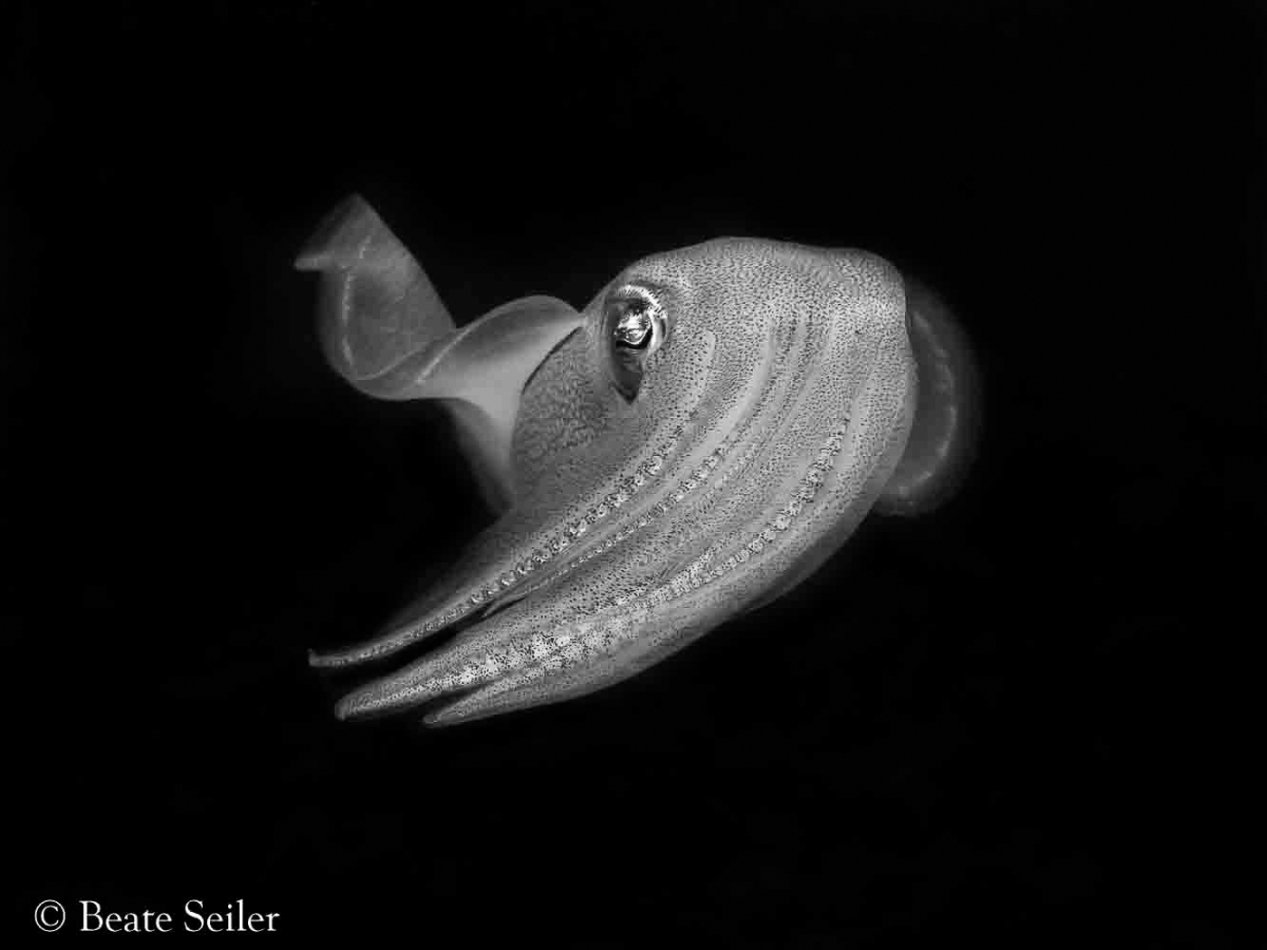 © Beate Seiler - All Rights Reserved