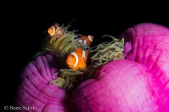 © Beate Seiler - All Rights Reserved